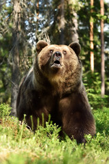 brown bear looking up in forest at summer