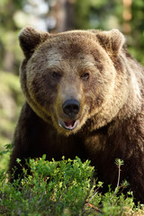 big male brown bear portrait at summer in forest