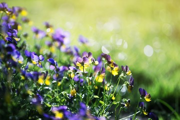 field of blue flowers