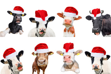 Collage of isolated cows, bulls and cattles on white background. New year or christmas animals concept.