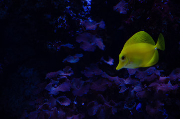 Naklejka na ściany i meble yellow fish