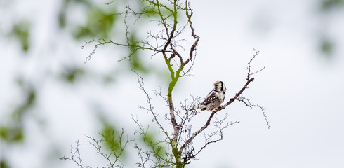 Owl on branch 