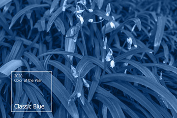 Color of the year 2020 concept, classic blue colored trend for your design. Copy space. COY2020. Eco background, macro plants, shallow depth of field