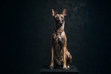 Belgian malinois shepherd dog at the dark background. Dog is sitting in front of dark wall