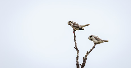 owl on branch