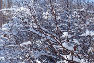 Leafless branches covered with white snow in winter