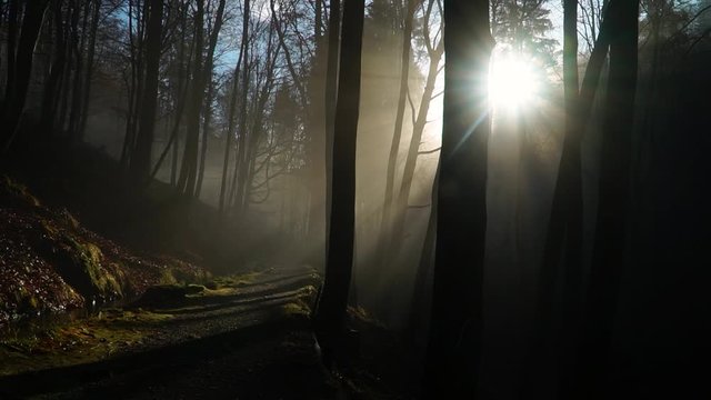 Pan through a foggy forest with a lense flare