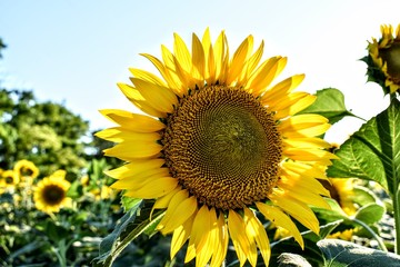 sunflower in field