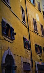 Flower on the yellow wall