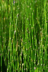 Obraz na płótnie Canvas green grass close-up, natural background, Hymenachne pseudointerrupta.