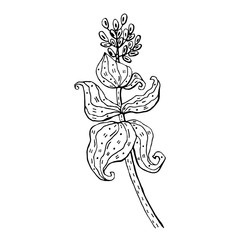 Flower vector doodle illustration. Tropical, exotic flower. Sticker, icon, decoration.