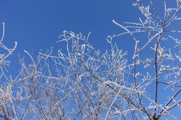 Crystalline frost on thin branches against blue sky in winter