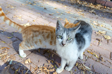 Fototapeta premium Homeless cats on the street