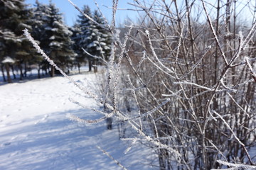 Twig covered with hoar frost against blue sky in winter
