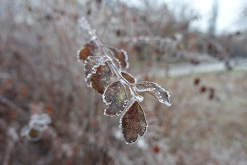 Close view of leaves with hoar frost