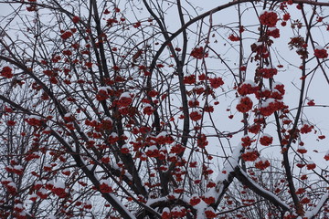 Lots of red berries on branches of rowan covered with snow
