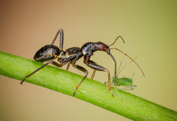 Nützliches Insekt frisst Schädling, Nützling tötet Schädling, Ameisensichelwanze saugt...