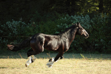 Obraz premium Driving sportive horse portrait galloping in summer outdoor 