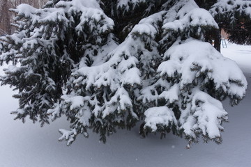 Glaucous foliage of blue spruce covered with snow in winter