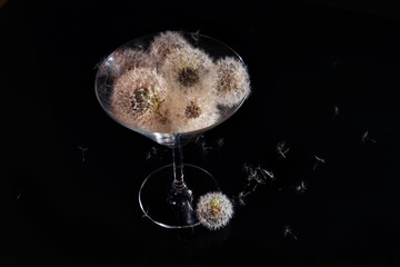 Fluffy white flowers balls dandelions in a glass goblet and fluffs around on a black background.