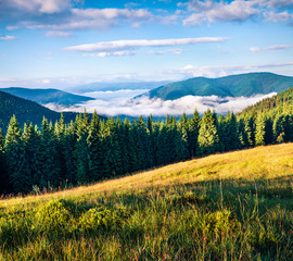 Fototapeta na wymiar Stunning summer scene of Carpathian mountains, Ukraine, Tatariv village location, Europe. Fresh green colors mountain valley. Beauty of nature concept background.