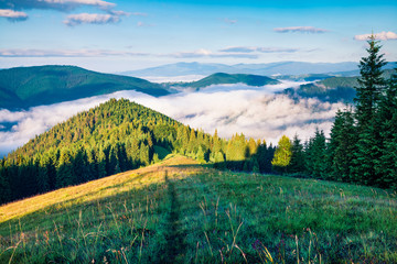 Nature wakes up after a cold summer night in the mountains. Splendid morning in Carpathians. Bright sunny scene of mountain valley in June, Ukraine, Europe. Beauty of nature concept background.