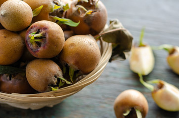Common Medlars (Mespilus germanica), fruit