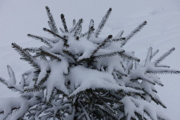 Heavy layer of snow on branches of common spruce in winter