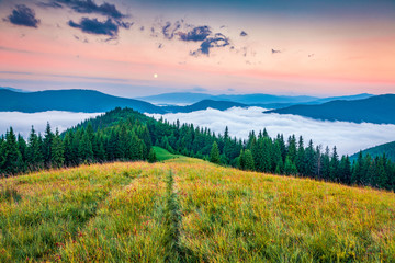 Naklejka na ściany i meble Foggy summer sunrise in Carpathian mountains. Exciting morning landscape of Lisniv ridge, Ukraine, Europe. Picturesque outdoor view of mountain valley. Beauty of nature concept background.