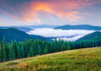 Thick fog spreads between the mountain peaks. Colorful summer sunrise in the Carpathian mountains. Splendid morning view of mountain valley, Tatariv village location, Ukraine, Europe.