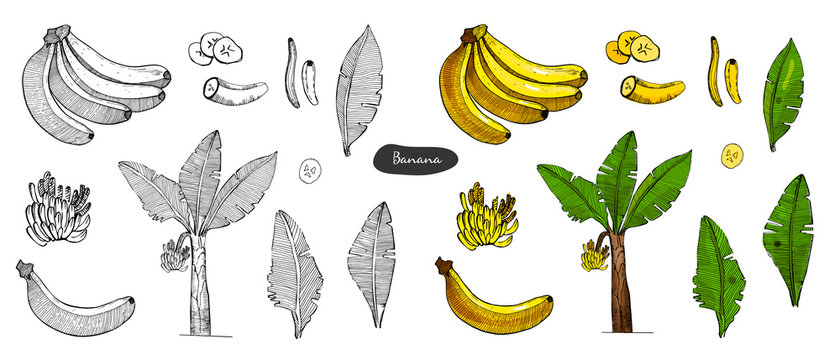 Banana colorful sketch set illustration with leaves,tree,bananas fruits.Detailed botanical style sketch. Tropical fruit and tree.Isolated exotic objects.Outline and colored version