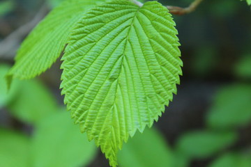 green leaf with water drops