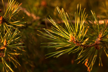 Naklejka na ściany i meble A close-up photo of a green pine needle on the right side of the image. Small pine cones at the end of the branches. Blurred pine needles in the background