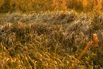 Green grass autumn landscape and sunset.