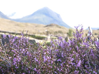 flou de fleur