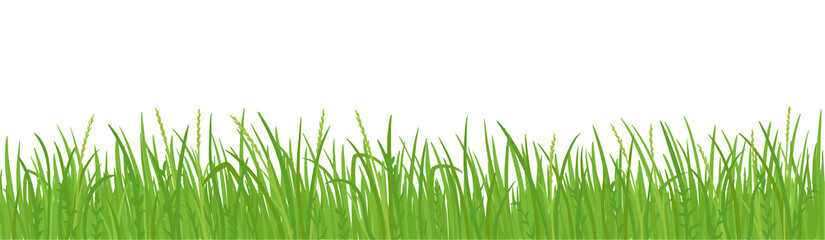 Grass lawn vector background. Green field borders. Design element, frame green grass.