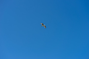 Landscape water- seagull flying