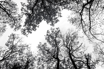 bottom view of tree branches