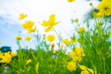Yellow botanical garden against blue sky cloud