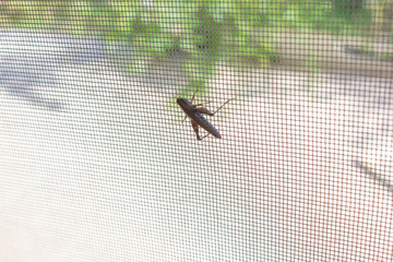 Deatailed macro photo of a grasshopper standing on a  web door