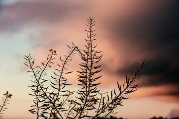 Rapszweig vor rotem Himmel
