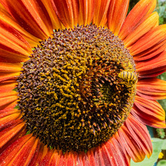 Biene bestäubt eine Sonnenblume