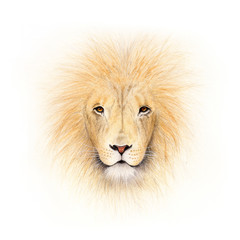 Lion illustration 