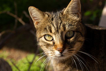 Portrait of a cute domestic cat looking with a serious expression