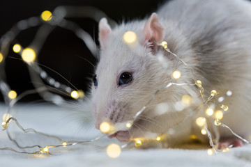 white rat sitting among light garland; symbol of New Year 2020
