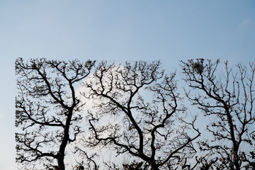 straight cut trees against a blue sky