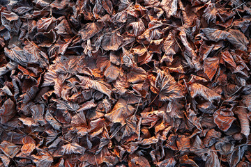texture of brown leaves frozen