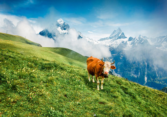 Cow on the mountain pasture. Foggy morning view of Bernese Oberland Alps, Grindelwald village...