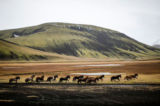 Troupeau de chevaux sauvages Islandais dans un paysage volcanique 