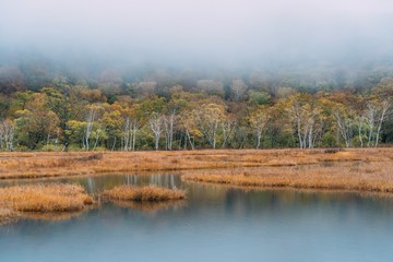 lake in forest